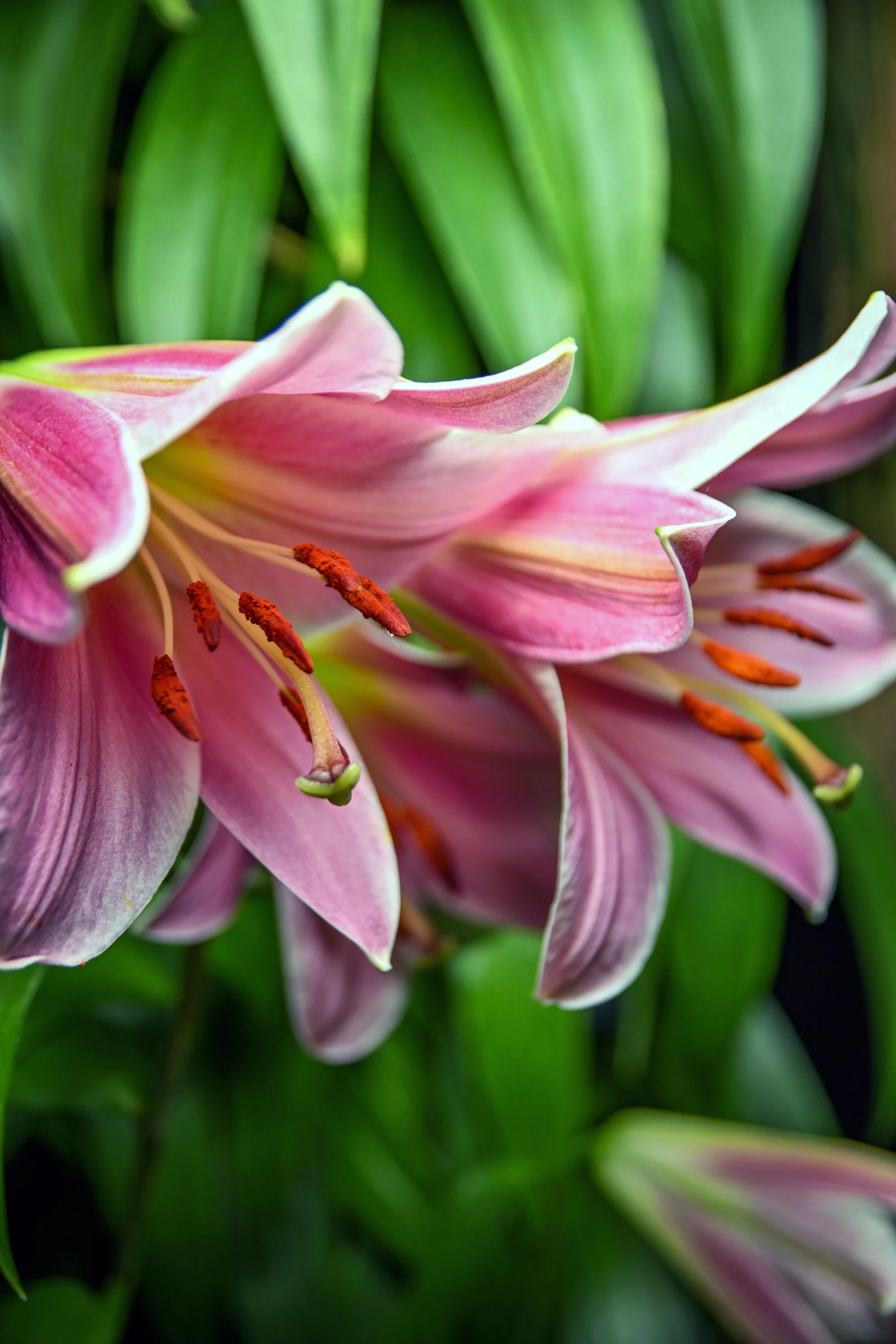 close up view of pink flower buds with green leaves