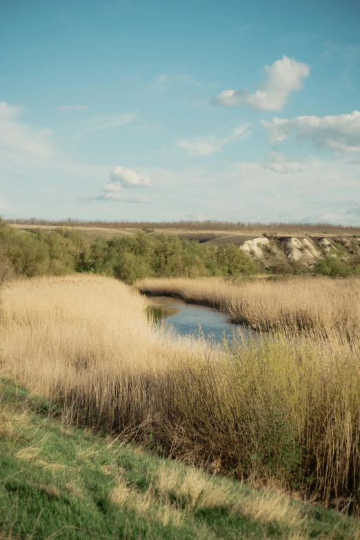 a grassy plain and stream with trees in the background