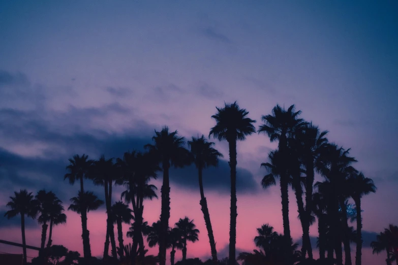 a number of palm trees with a sky in the background