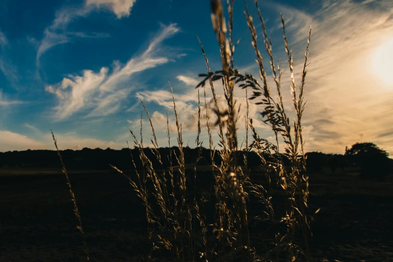 a tall grass plant in a barren field