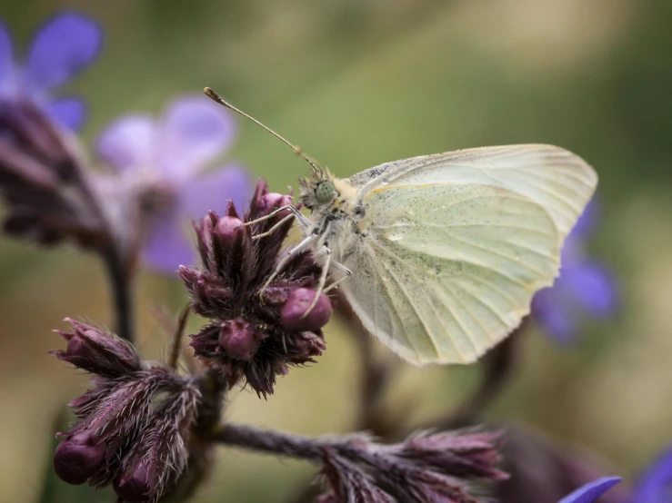 a erfly resting on a pink flower nch