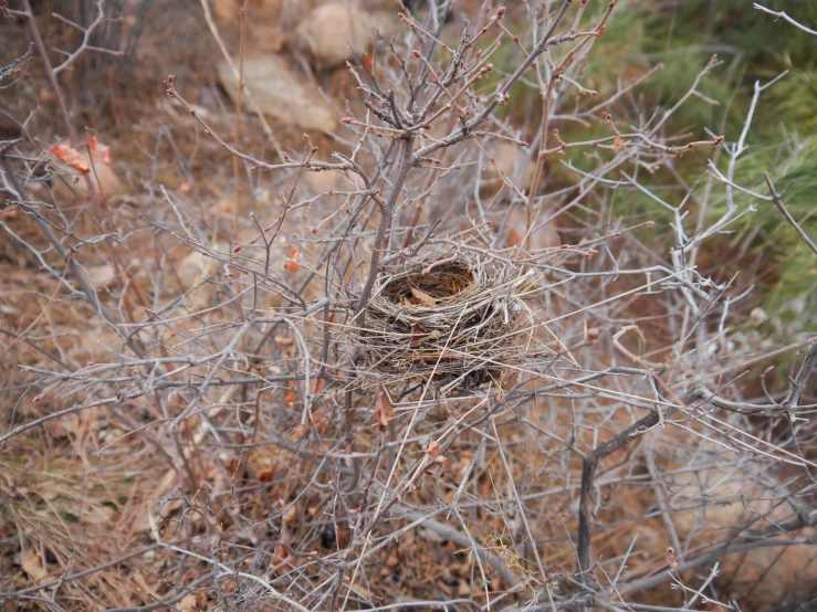 an owl sitting in the nest on top of some brush