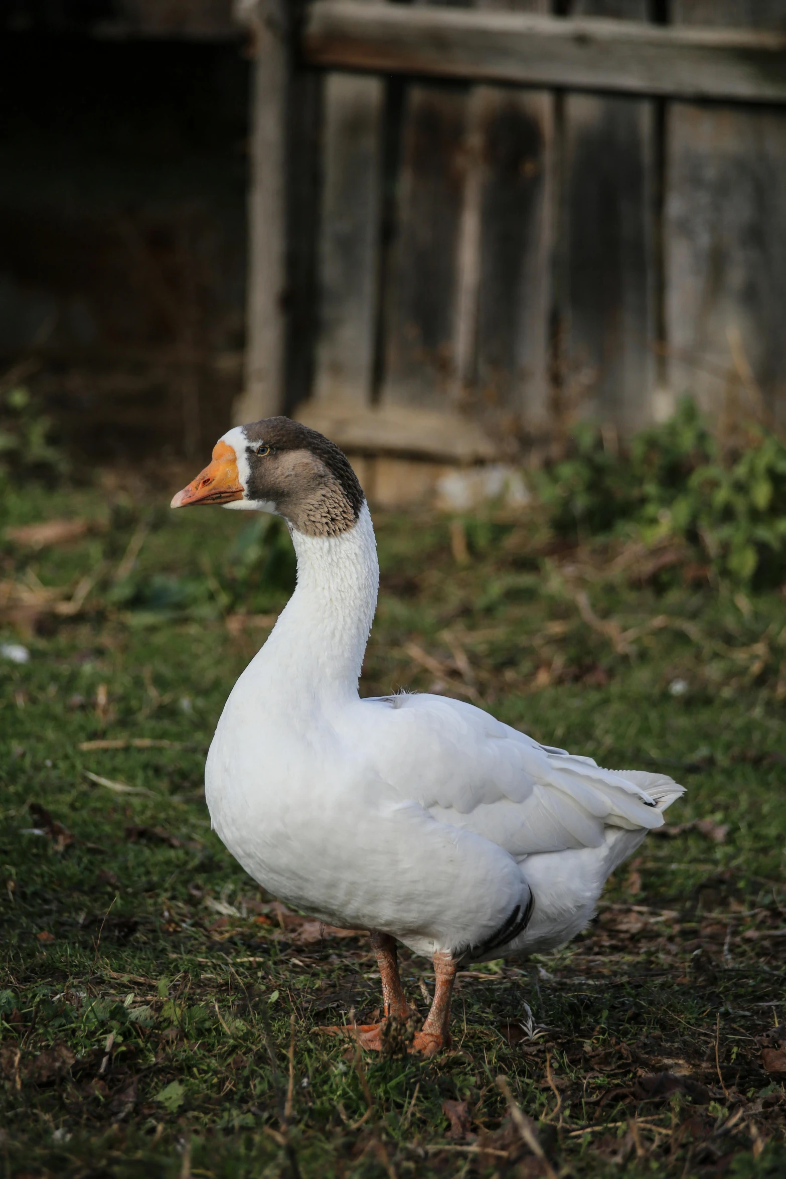 a duck with a white face standing on the grass