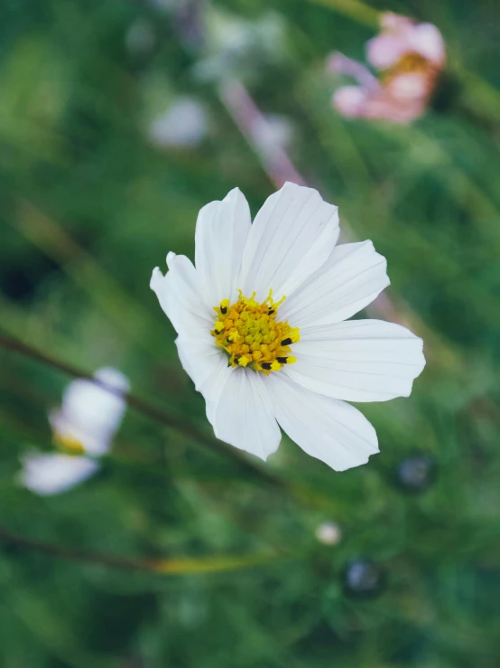 a white flower with yellow center and blurred background