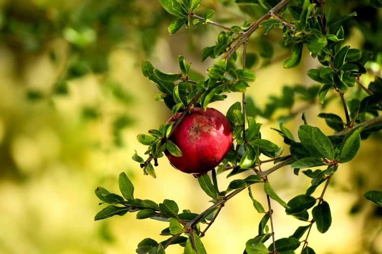 a single pomegranate that is growing on a tree nch