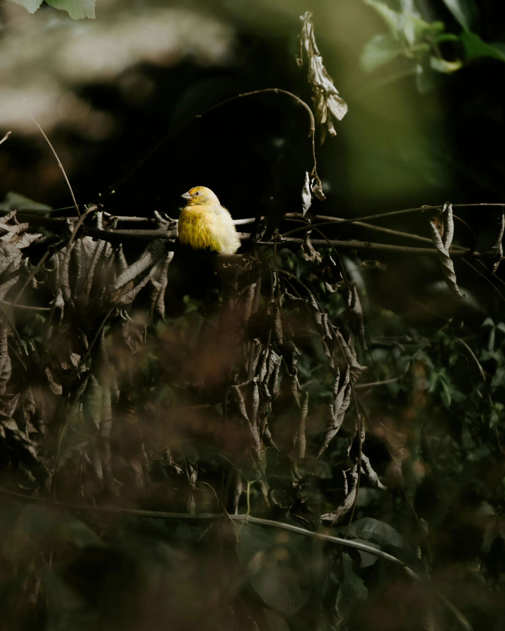 a small yellow bird sitting in the middle of plants