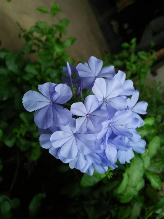 a purple flower with some green leaves near by