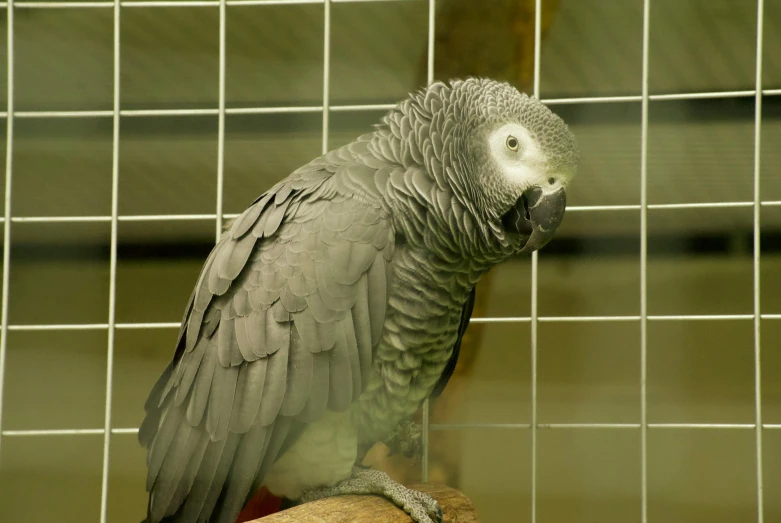 a close - up image of a large parrot perching on the nch