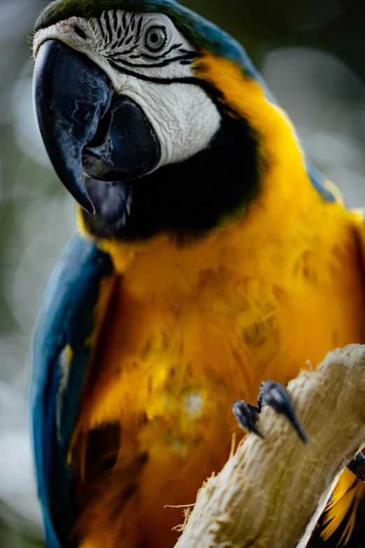 blue and gold parrot sitting on a tree nch