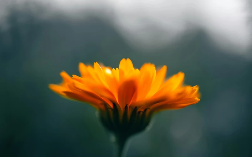 a single orange flower is shown in focus