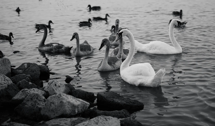 black and white pograph of swans swimming in a pond
