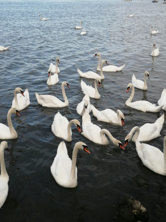 there are many swans that are in the water