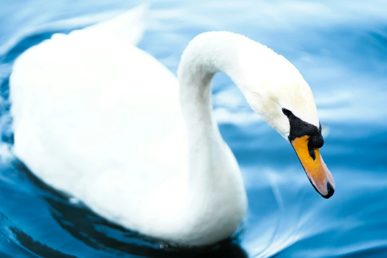 a white swan swims on the water with his head tilted to the side