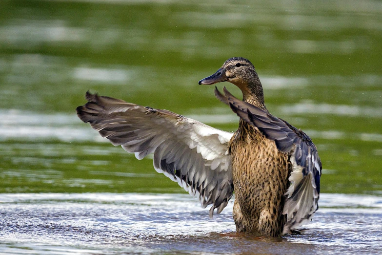 the duck flaps its wings into the water