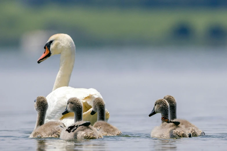 a couple of ducks with some babies swimming