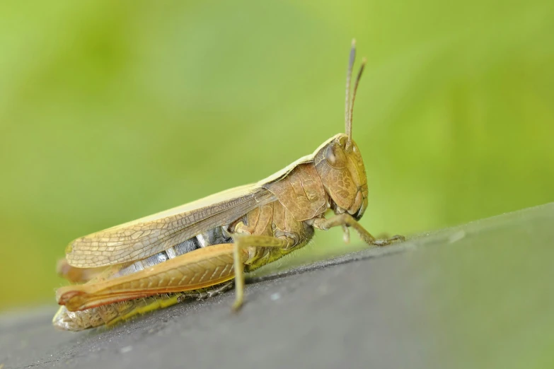 a yellow locus is sitting on a black surface