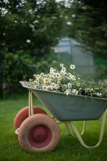 a wheel barrow with daisies growing in it