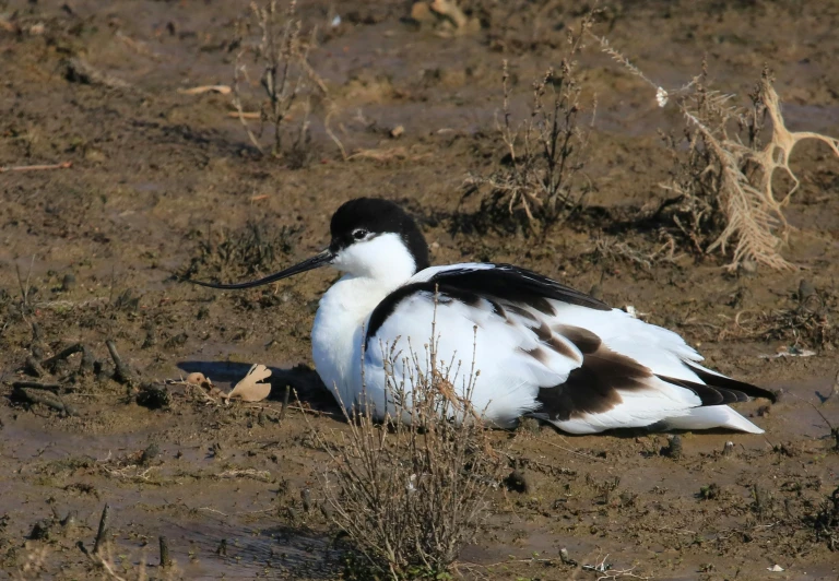 a black and white bird laying on the ground