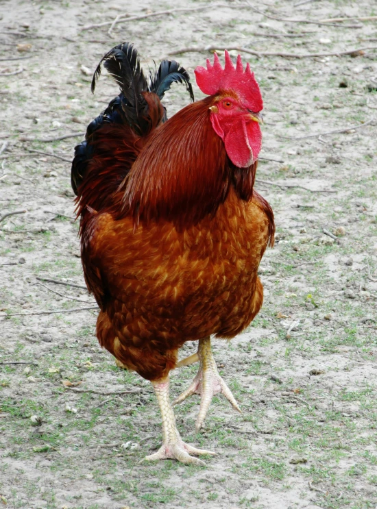 a rooster with red feathers stands on the ground