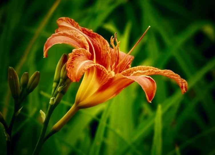 the large flower has orange petals against the dark green background