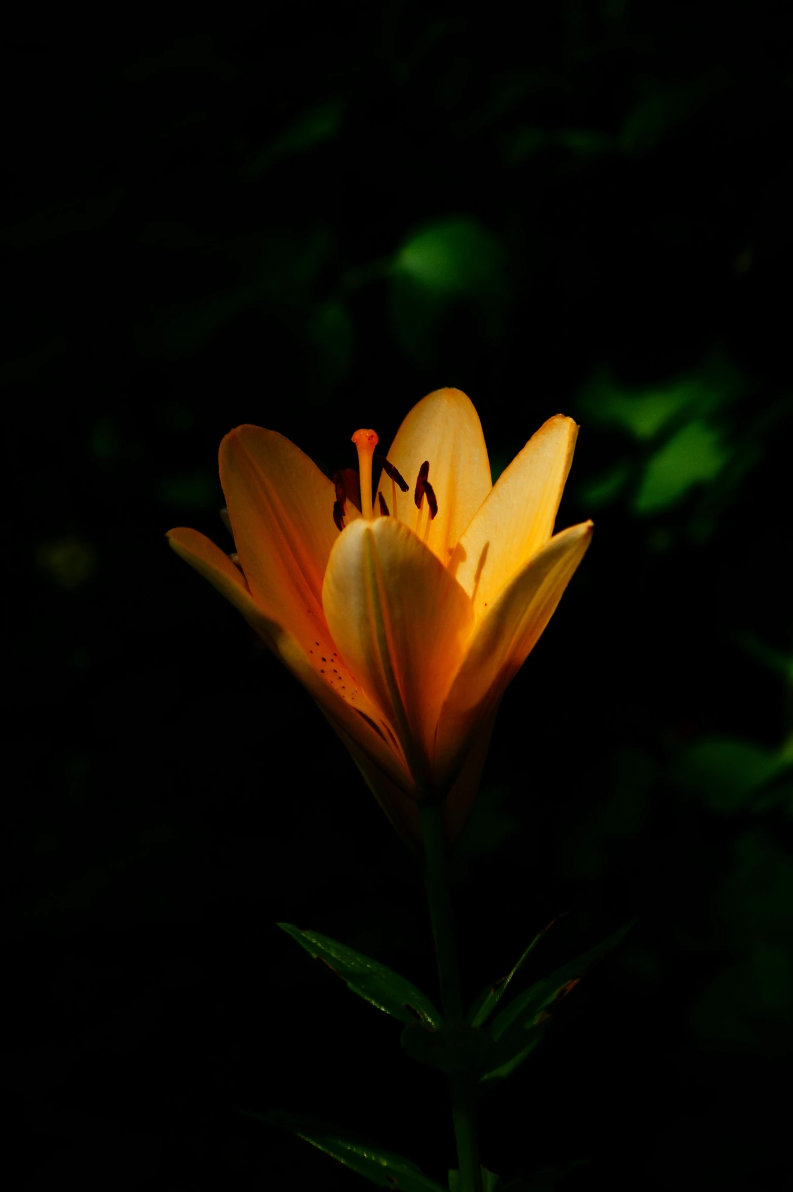 yellow flower on the stem of a plant