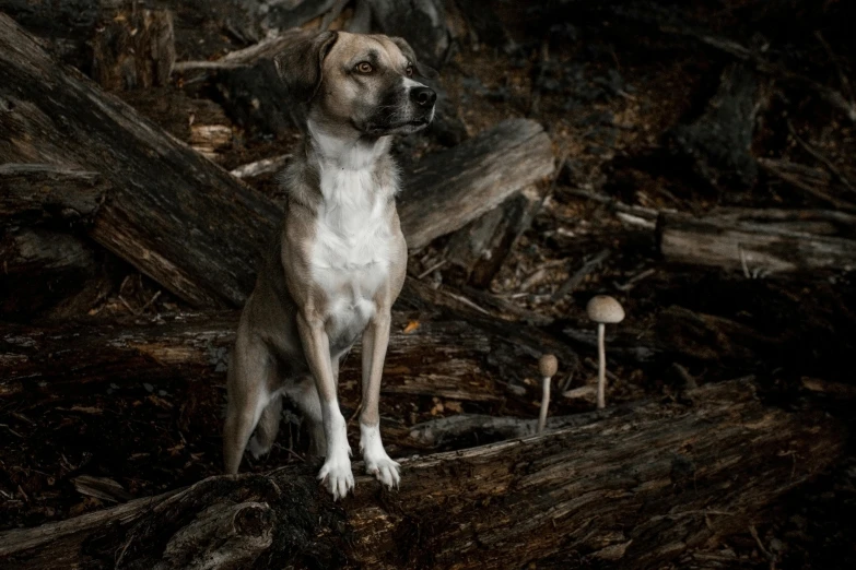 a large brown and white dog standing next to a tree trunk