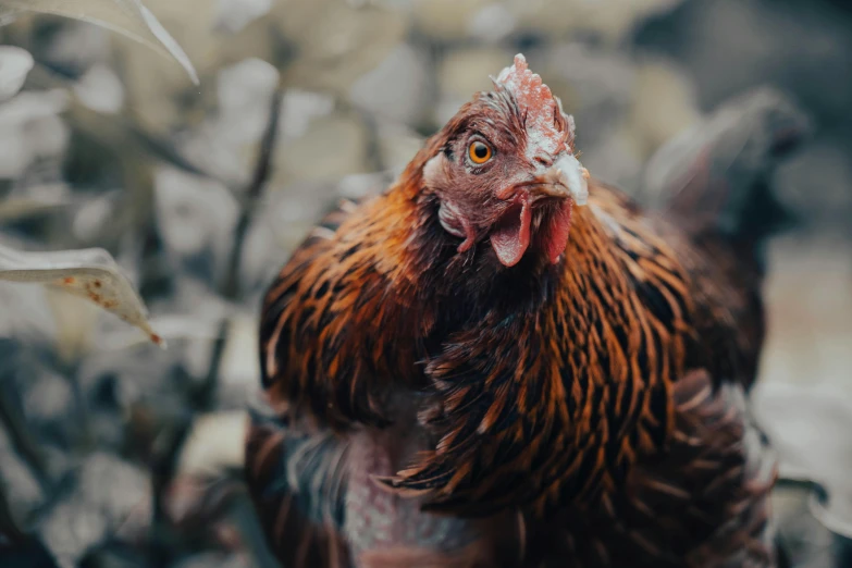 a rooster with an orange and red comb on its head