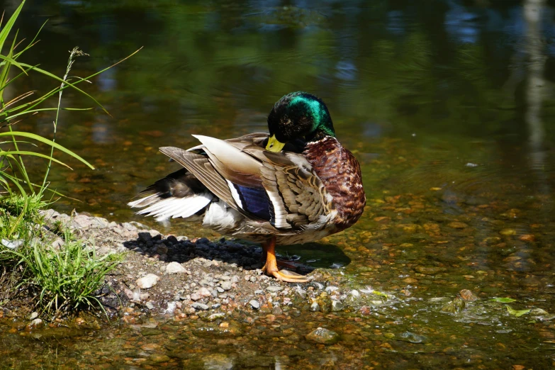 a duck standing on a rock in the water