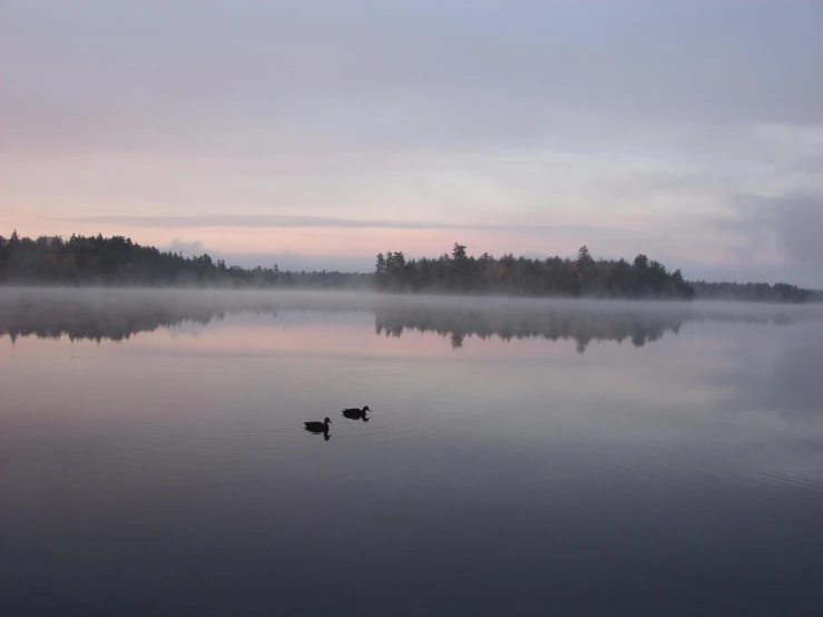 two ducks floating in a lake on top of a foggy day