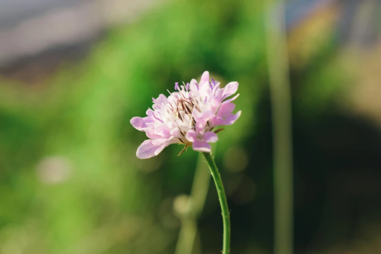 there is a tiny flower on the stem