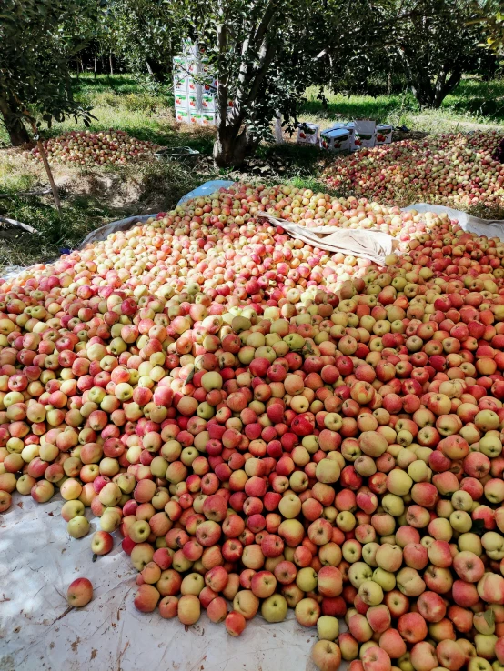 piles of apples are laying in a pile under the shade