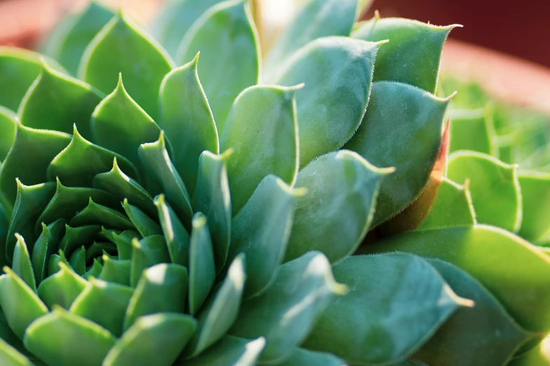 the side view of a green succulent in a pot