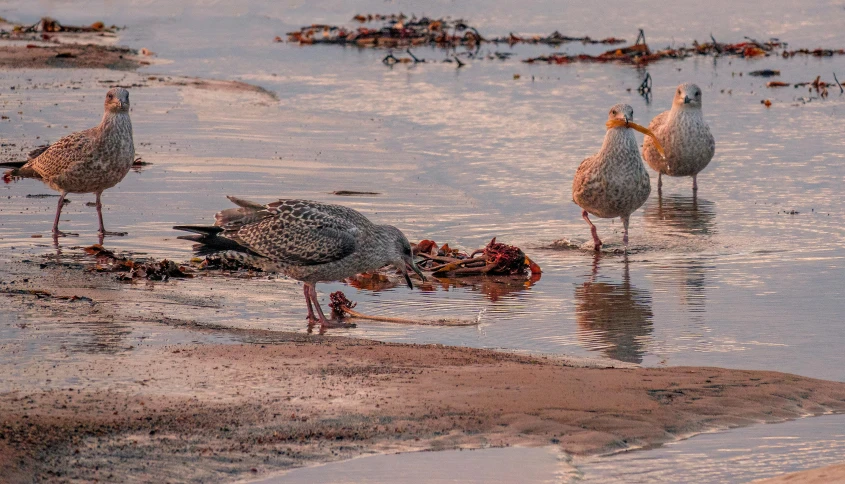 a group of birds eating fish in the water