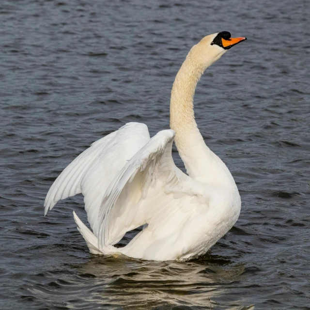 a swan swining its wings in a body of water