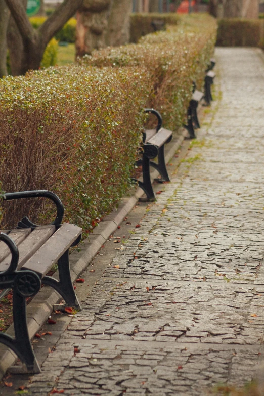 benches on the side of a sidewalk lined with hedges