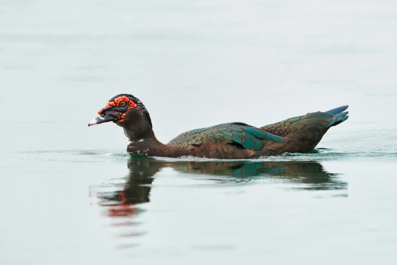 a duck floating on top of the ocean