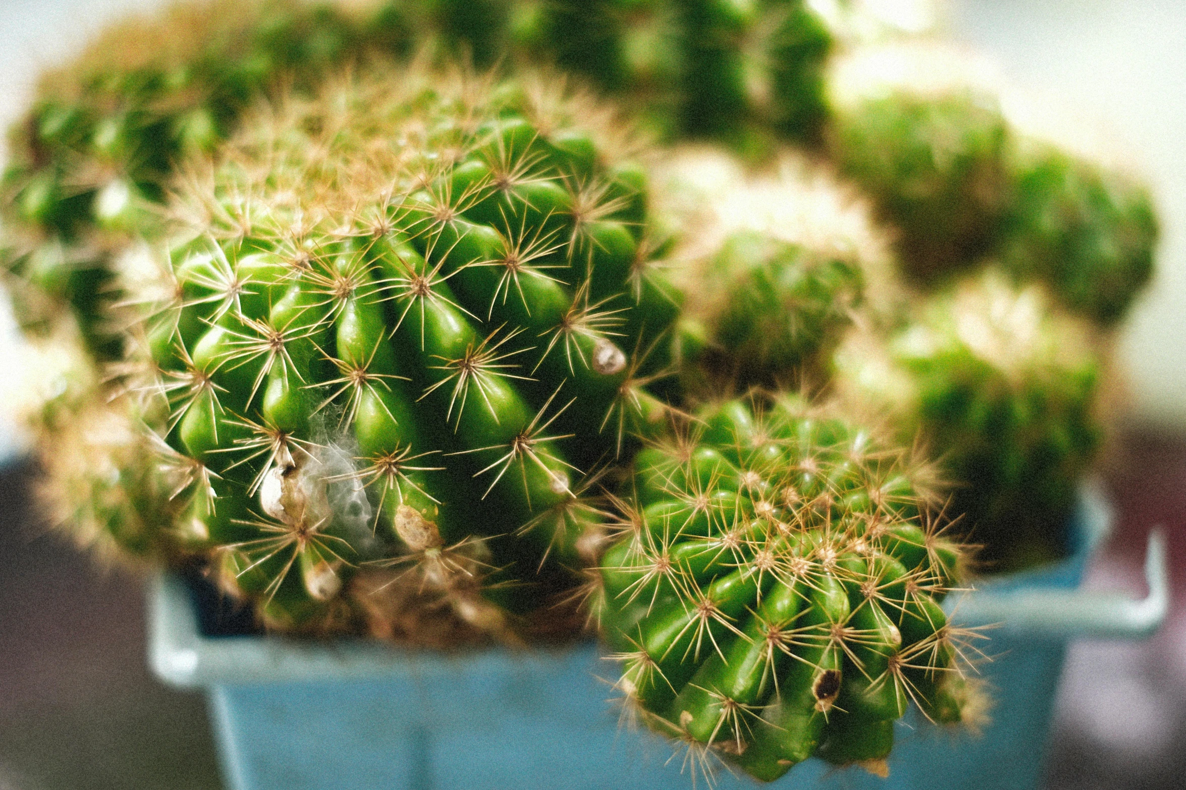 a green cactus is sitting in a small blue container