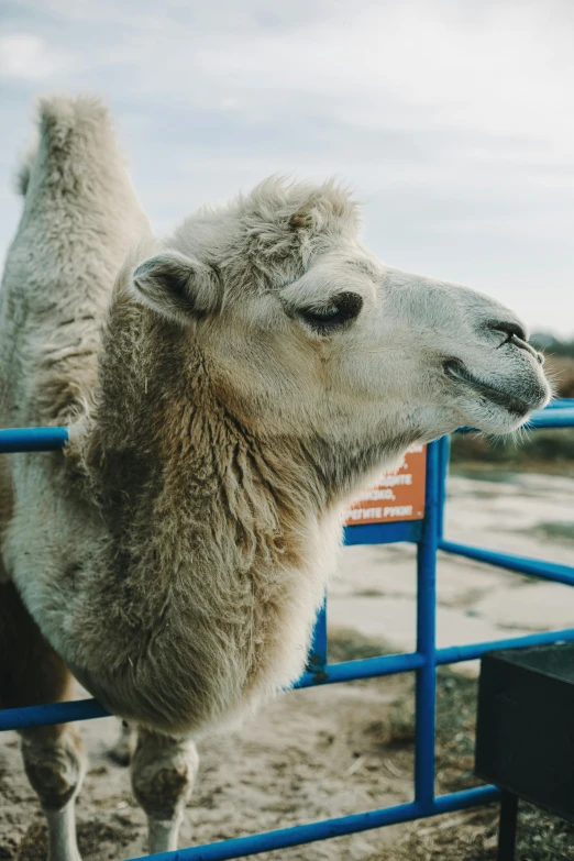 a white camel is in a blue metal enclosure