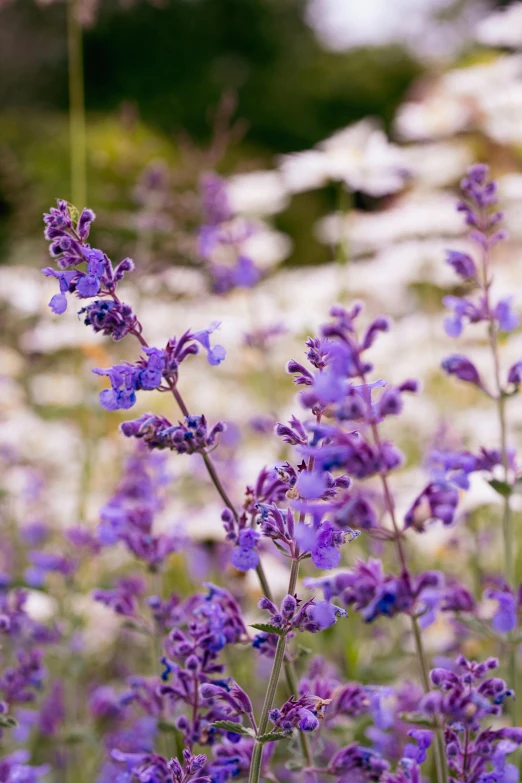 purple wildflowers in full bloom on the field