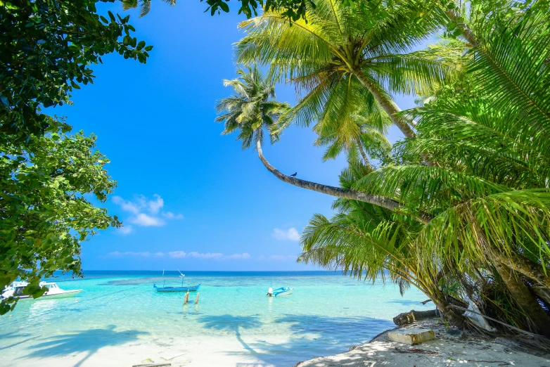 three people stand in shallow turquoise water near a white sand beach with palm trees