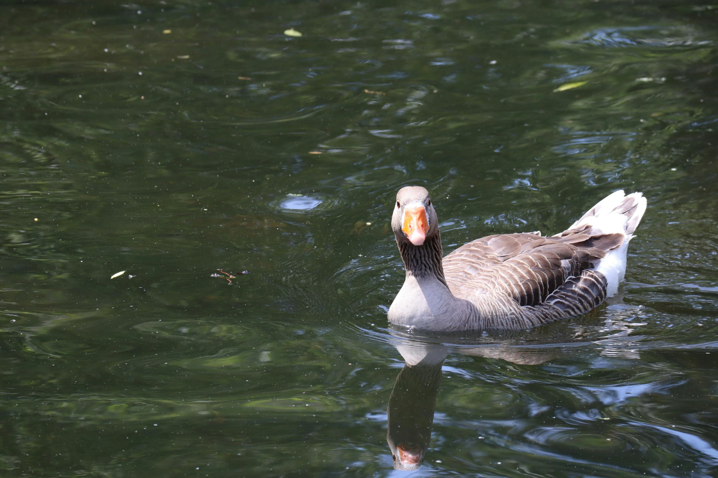 a duck floating in the water near the shore