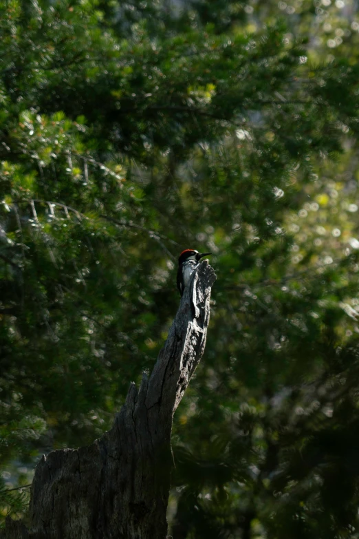 an image of a bird that is on a tree