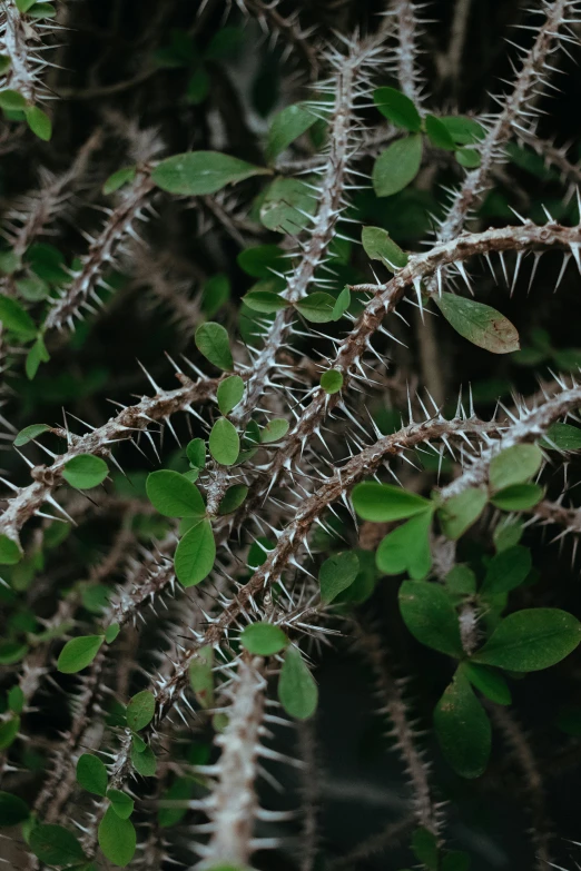 the nches and leaves of a cactus are shown