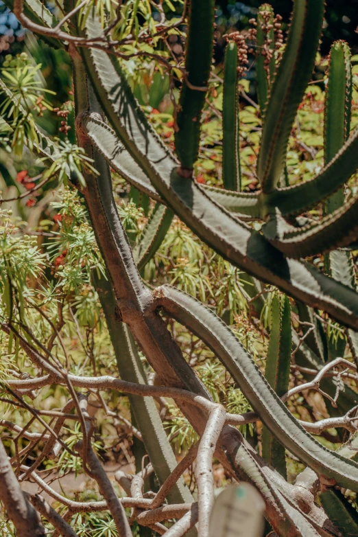 the large cactus is blooming very fast on the plant