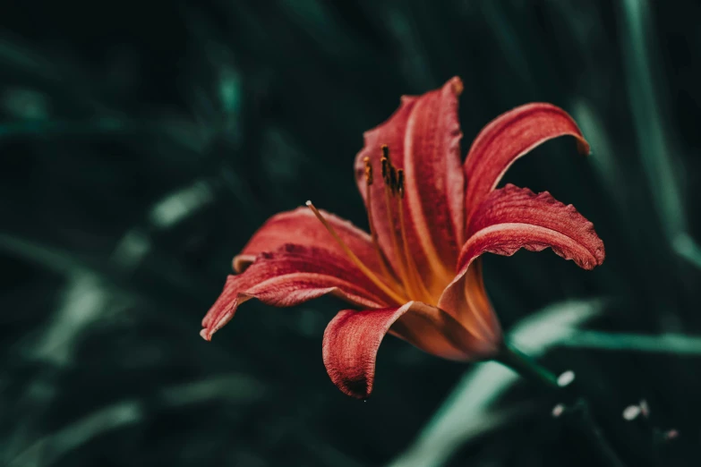 a red lily is standing still alone in the grass
