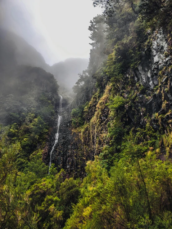 lush jungle with a waterfall in the background