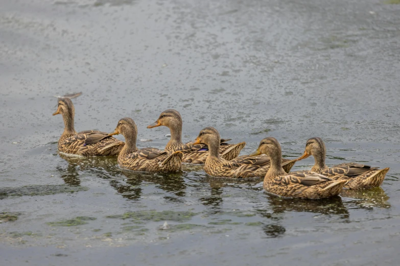 a large group of ducks floating in the water