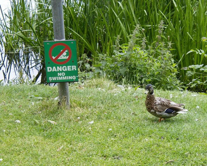 a duck standing on top of a lush green field