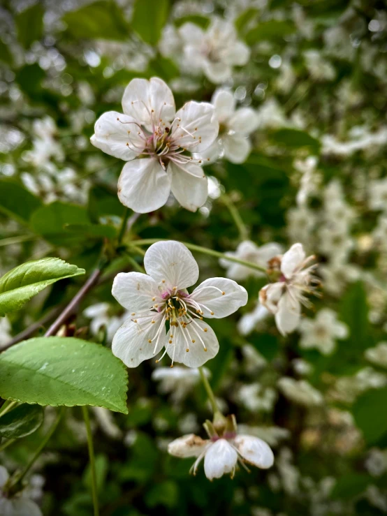 a nch with several white flowers and green leaves