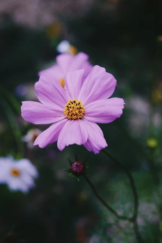 two pink flowers growing in a field of white daisies